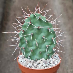 Opuntia sulphurea