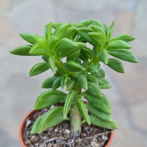 Peperomia dolabriformis