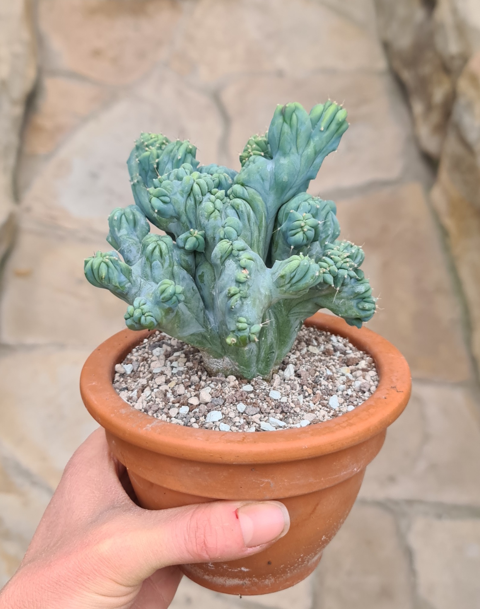 Myrtillocactus geometrizans monstruosus