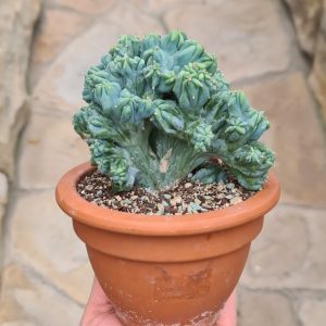 Myrtillocactus geometrizans monstruosus