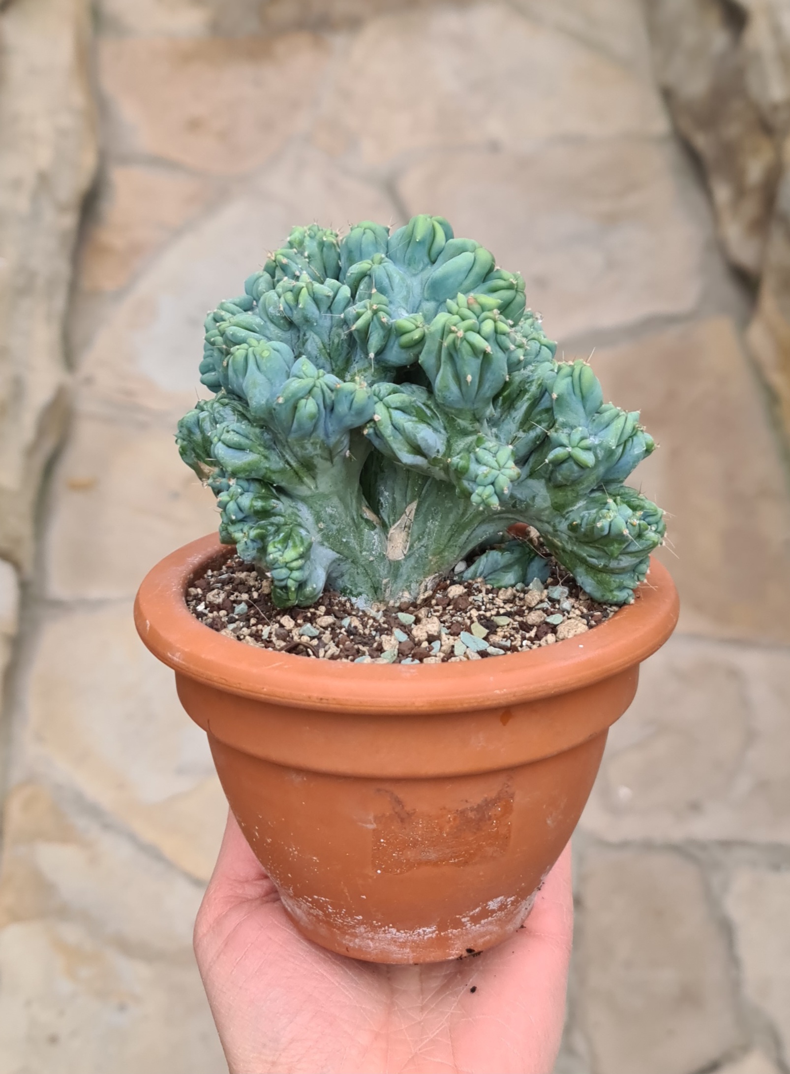 Myrtillocactus geometrizans monstruosus