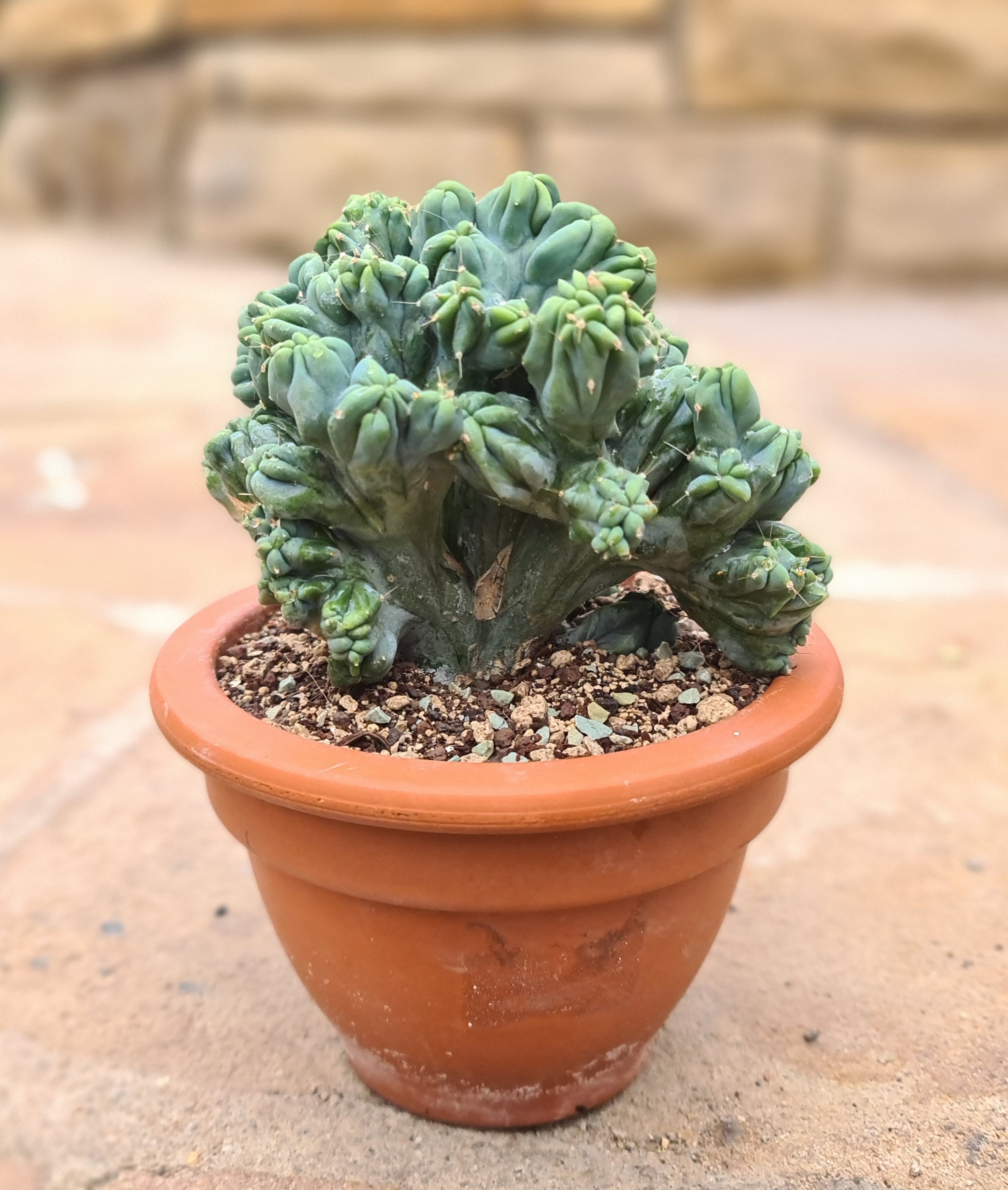 Myrtillocactus geometrizans monstruosus