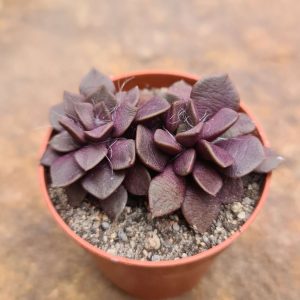 Anacampseros retusa f. rubra
