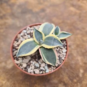 Agave patonii marginata