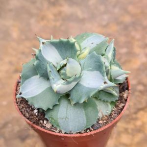 Agave potatorum Ouhi-Raijin variegata