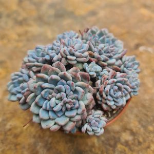 Echeveria amoena