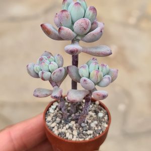 Sedum commixtum