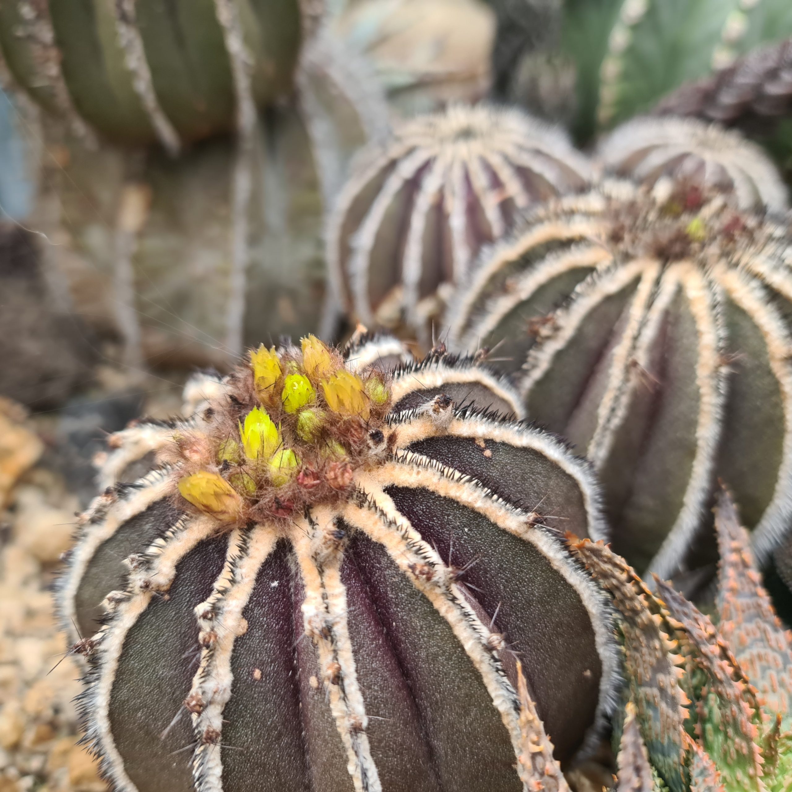 Uebelmannia pectinifera