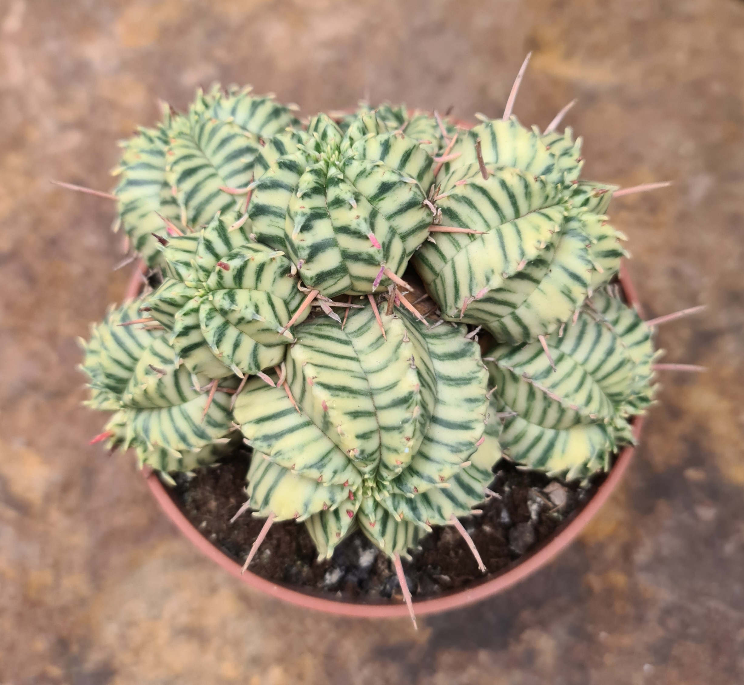 Euphorbia meloformis variegata