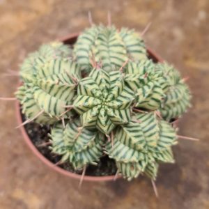 Euphorbia meloformis variegata