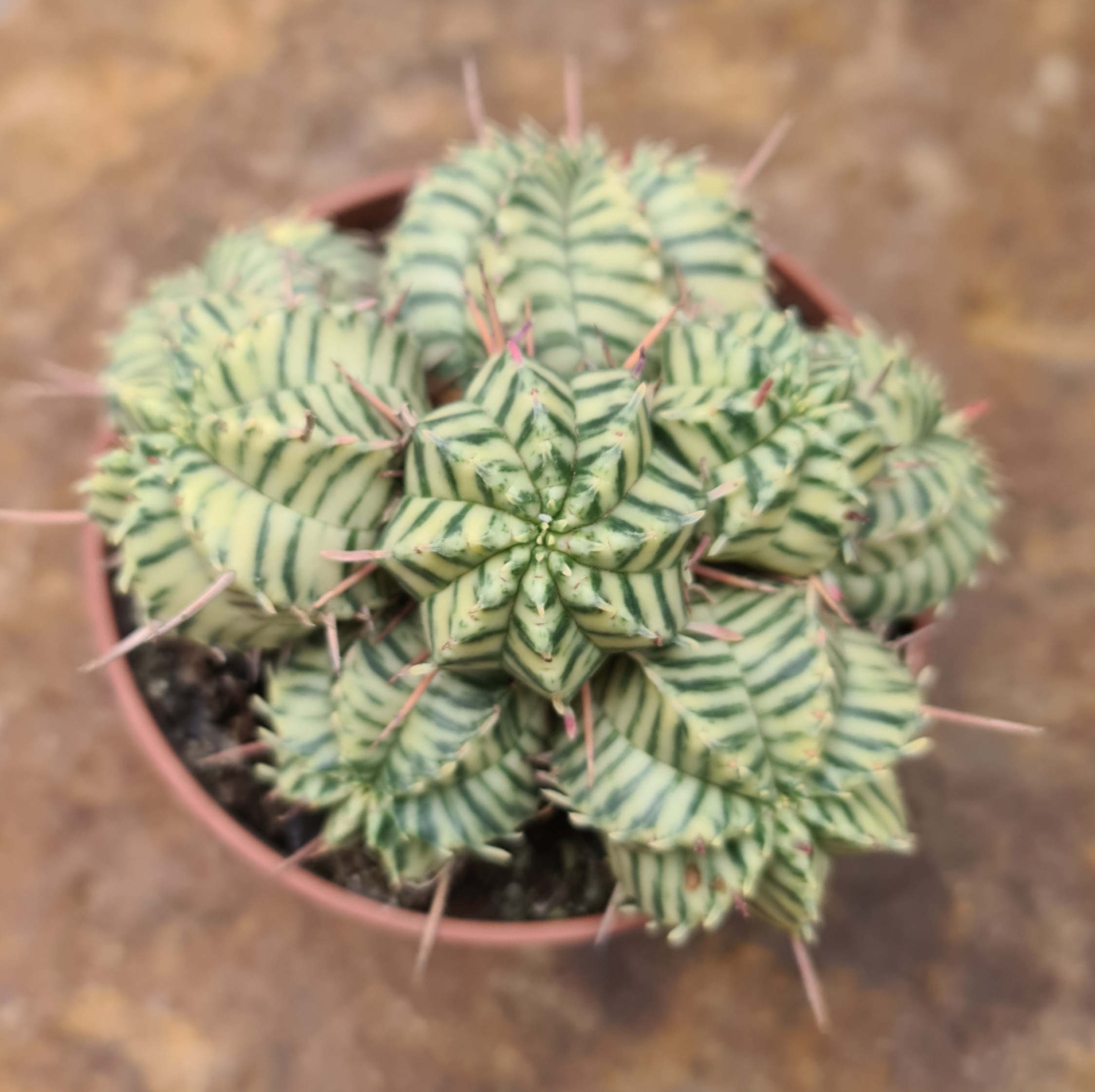 Euphorbia meloformis variegata