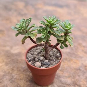 Aeonium spathulatum