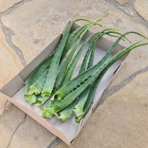 Aloe arborescens Blätter 'Heilaloe'