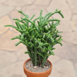 Crassula muscosa