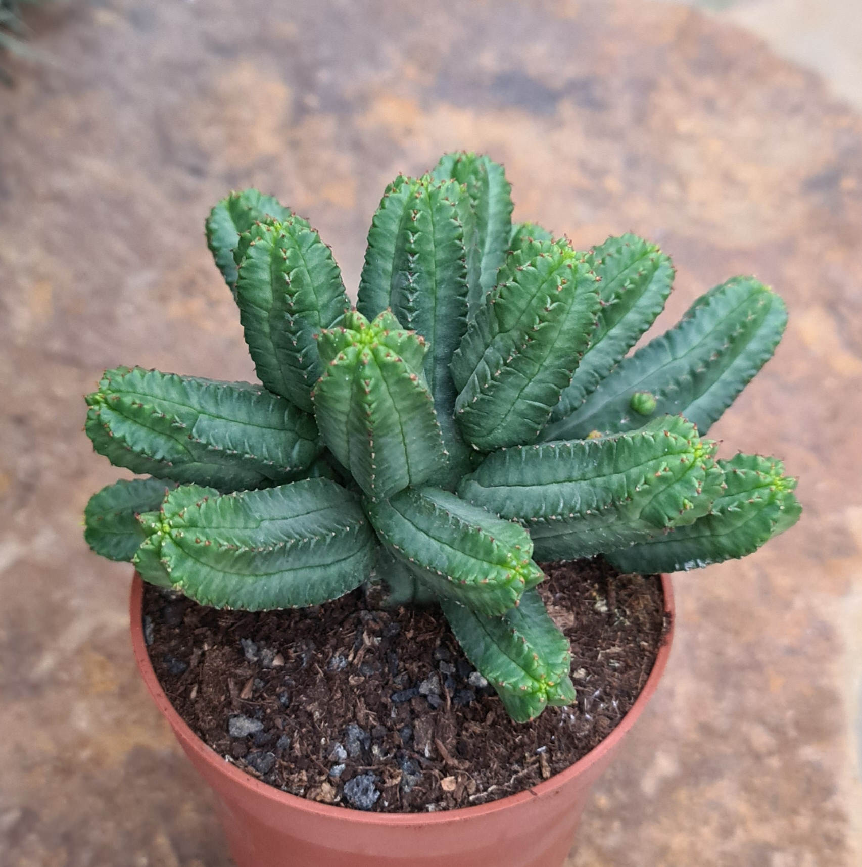 Euphorbia tubiglans