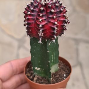 Gymnocalycium mihanovichii cv. wildberry