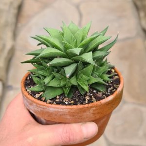 Haworthia angustifolia var. baylissii