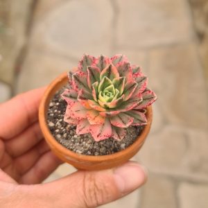 Aeonium cv. Bronze Medal variegata
