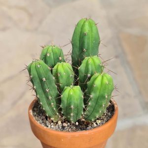 Trichocereus bridgesii