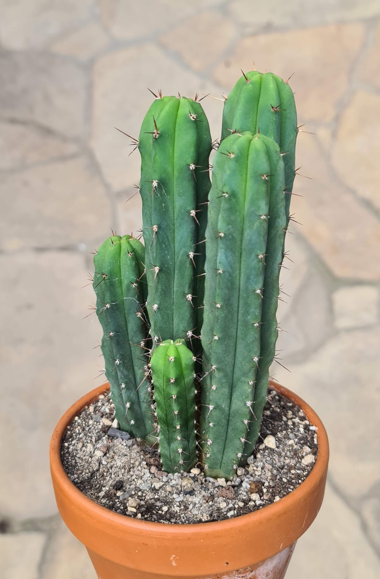 Trichocereus bridgesii