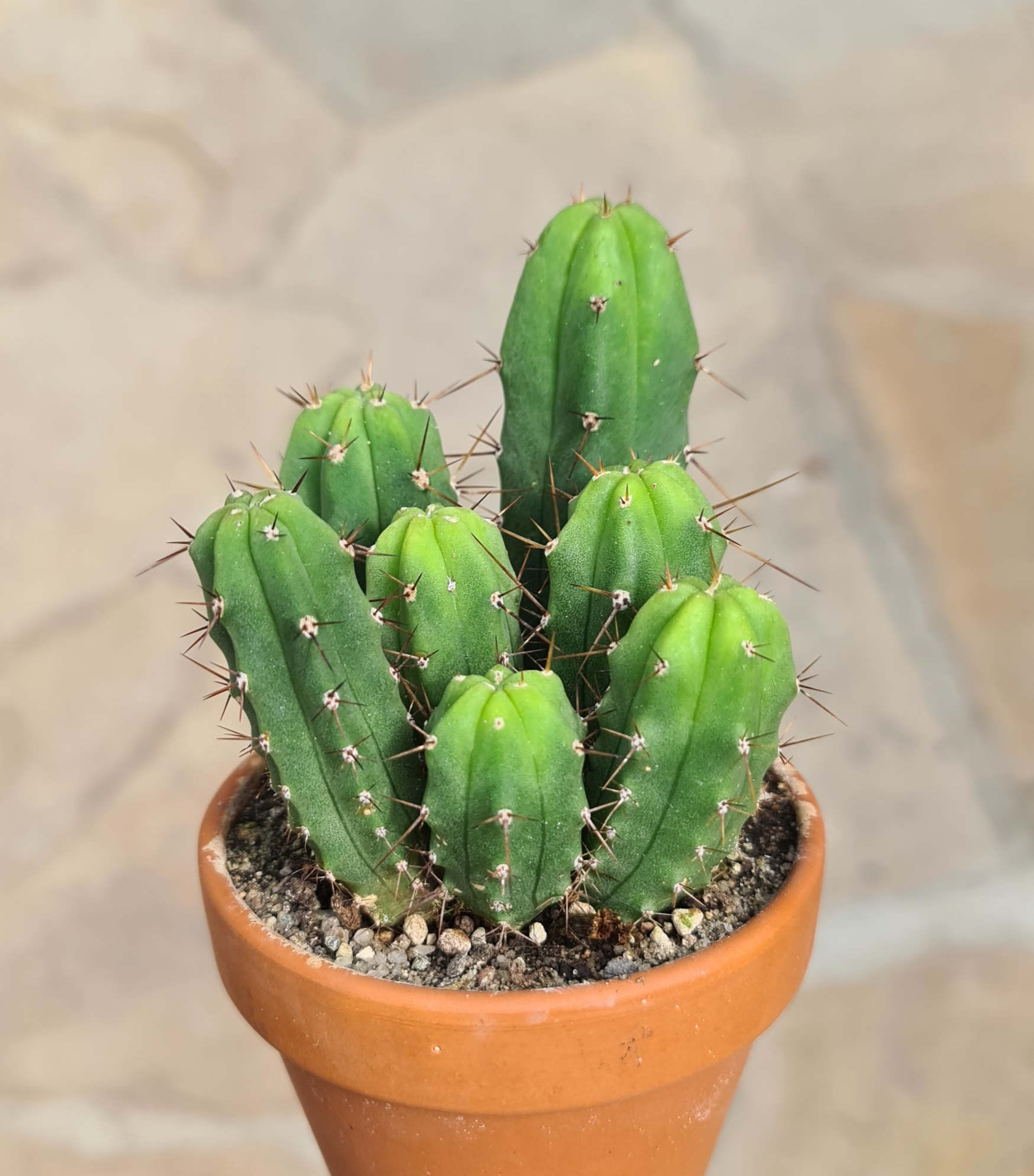 Trichocereus bridgesii
