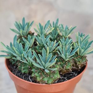 Euphorbia bupleurifolia Hybr.
