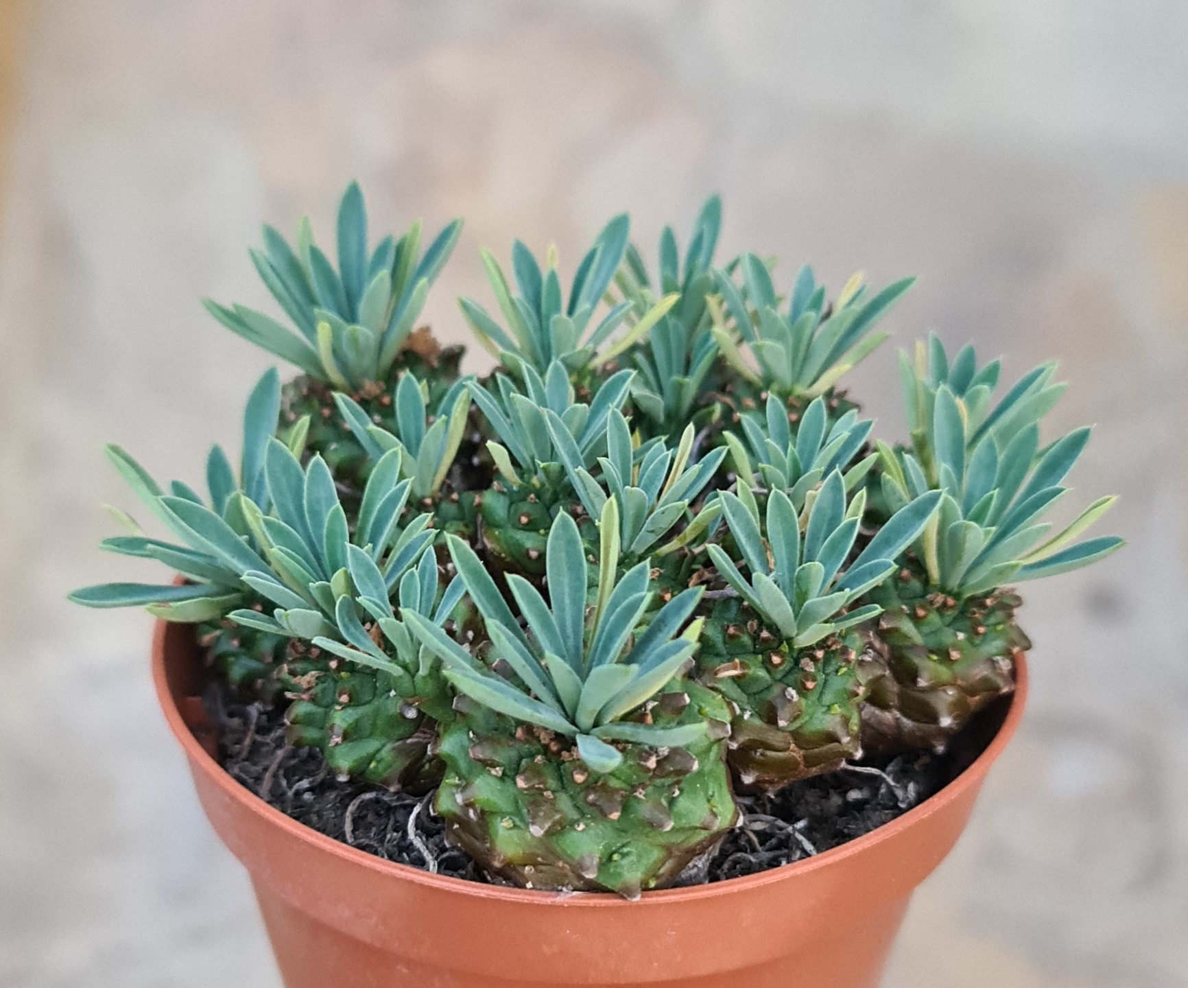 Euphorbia bupleurifolia Hybr.