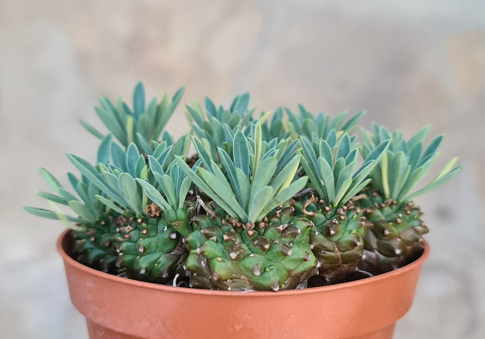 Euphorbia bupleurifolia Hybr.