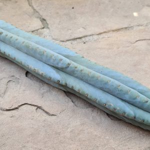 Trichocereus pachanoi blau - Steckling (cutting)