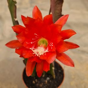 Epiphyllum ackermannii - Steckling