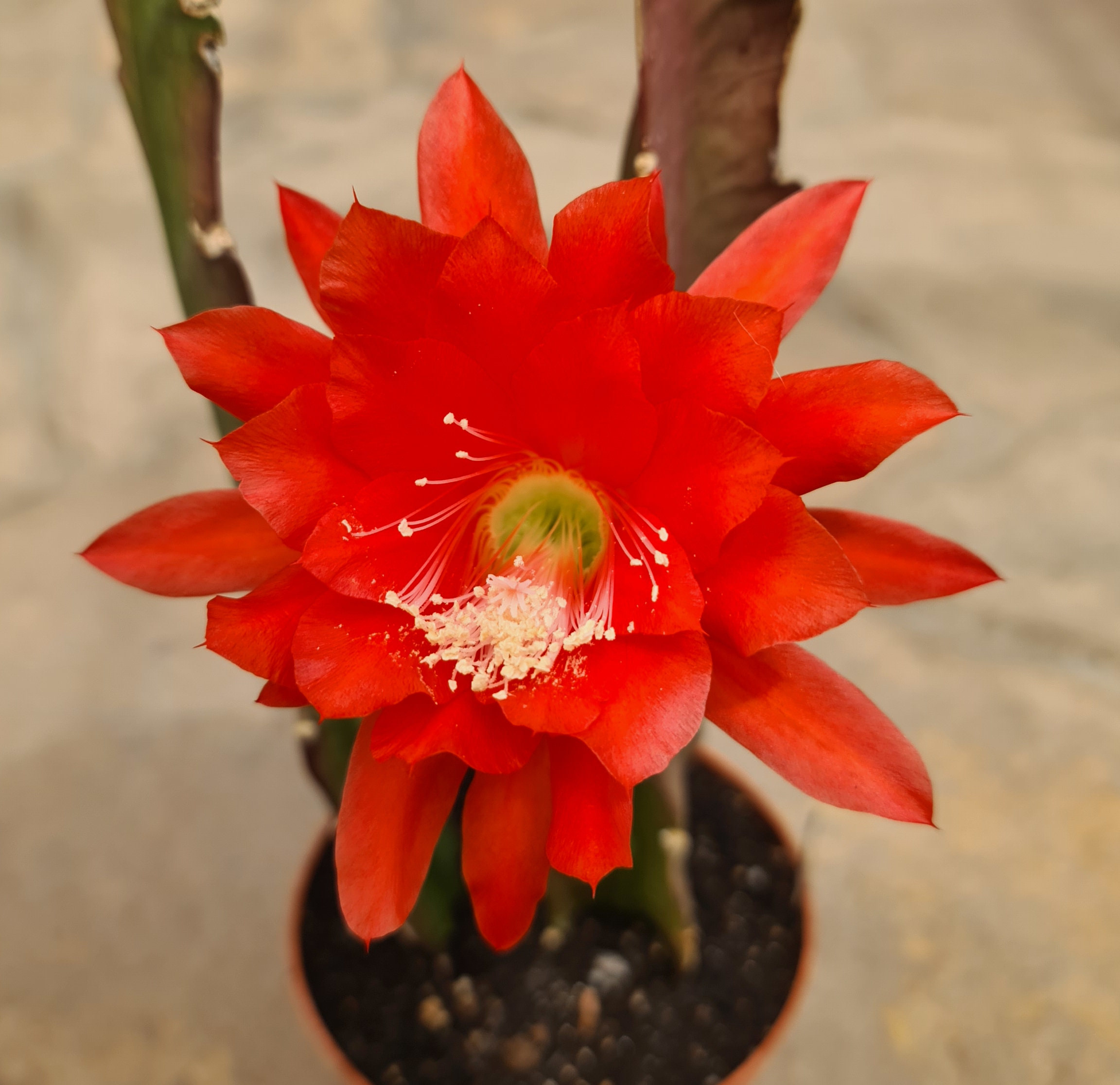 Epiphyllum ackermannii - Steckling