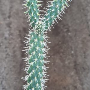 Cylindroopuntia spinosa