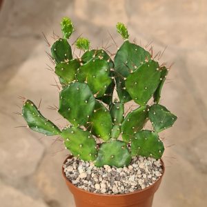 Opuntia brasiliensis
