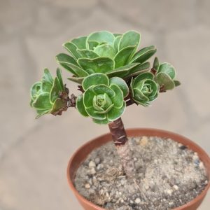 Aeonium dodrantale