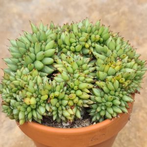 Echeveria agavoides cristata