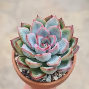 Echeveria cv. Pink Line