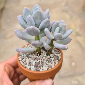 Pachyphytum cv. Spa