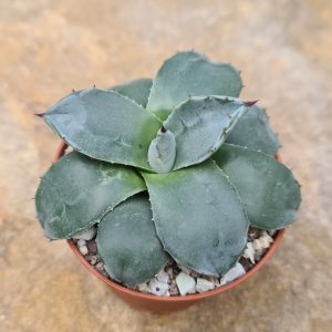 Agave flexispina