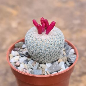 Epithelantha micromeris