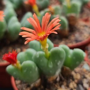 Conophytum cupreiflorum (hellrot)