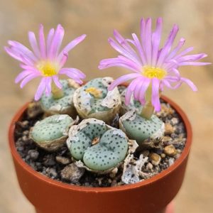Conophytum jucundum ssp. fragile Klipbok
