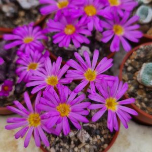 Conophytum luckhoffii MG 1429,3