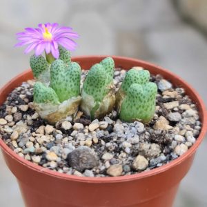 Conophytum marginatum karasmoepense