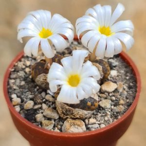 Conophytum spec.3