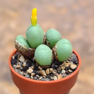 Conophytum witklip hoogte