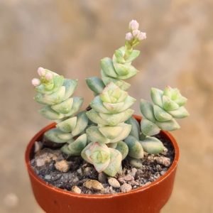 Crassula brevifolia variegata