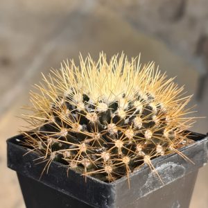 Mammillaria nivosa