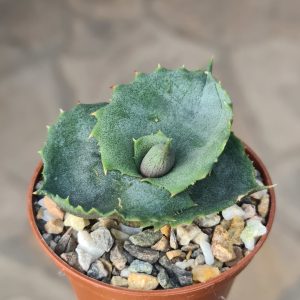 Agave marmorata cv. Papilio Platanoides