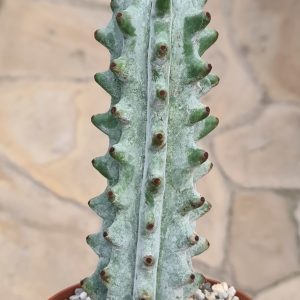Hertrichocereus beneckei