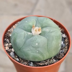 Lophophora diffusa  'Schnapskopf; Peyotl'